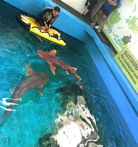 Clearwater florida aquarium - Dive into summertime at Clearwater Marine Aquarium! Enjoy extended hours until 7 p.m. July 1-31 for extra time with the rescued sea turtles, ... Clearwater, FL 33767. 727-441-1790 . Sign up for Our Newsletter Subscribe. Shop • …